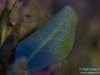 Leaf closeup
