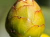 Bud closeup