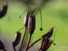Dead flowers