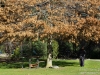 Eija under a tree