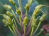 Plant closeuo