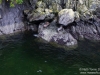Seal rock