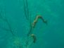 2013-07-26 Underwater Observatory