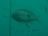 Fish closeup