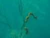 Black coral, which is actually white while awhile