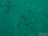 Tiny fish