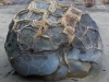 Dragon egg?