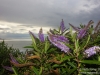 Flowers near Kaka Point
