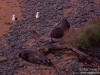 Seals