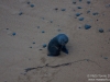 The little seal