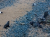 The whole seal
