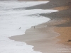 Penguins coming ashore