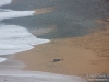 Penguins coming ashore