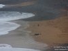 Penguins heading back in