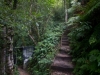 blackheath-bushwalk-028