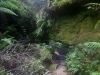 blackheath-bushwalk-045