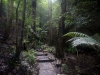blackheath-bushwalk-145