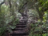 blackheath-bushwalk-148