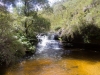 blackheath-bushwalk-246