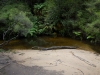 blackheath-bushwalk-254