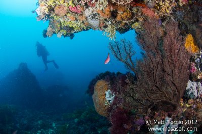 Coral and overhang