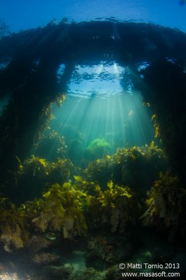 Under the pier