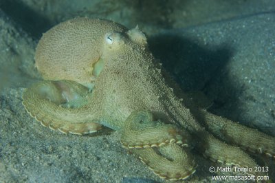 Octopus