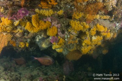 Reef closeup with some bullseyes