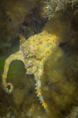 Octopus crawling into a hole, he didn't want to play :(