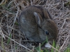 Baby Rabbit