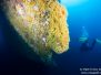 2012-11-05 Humpback
