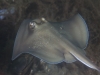 Stringray, quite happy how this turned out