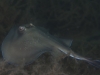 Stingray