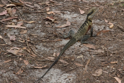 parramatta-lake-031