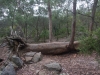 parramatta-lake-011
