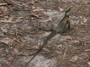 parramatta-lake-031