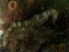 Seahorse