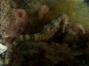 Seahorse at Rye Pier, heavily cropped from original