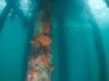 Under the Pier
