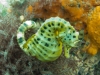 Seahorse at Rye Pier, extremely heavy crop with Tokina 10-17