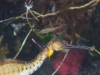 weedy-seadragons-010