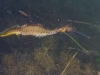 weedy-seadragons-016