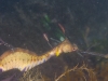 weedy-seadragons-019