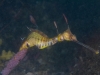 weedy-seadragons-021