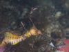 weedy-seadragons-022