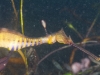 weedy-seadragons-030