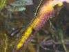 weedy-seadragons-031