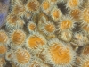 weedy-seadragons-032