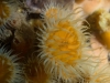 weedy-seadragons-036