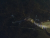 weedy-seadragons-049